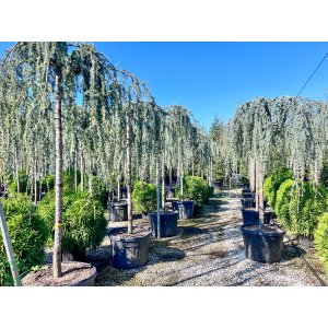 Céder atlantský (Cedrus atlantica) ´GLAUCA PENDULA´ - výška 180-220 cm, obvod kmeňa 18/20 cm, C150L (-23°C)